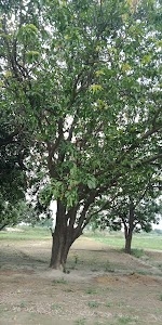 Fakana