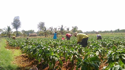 Hasurahalli