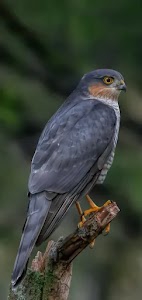 Mundakhera