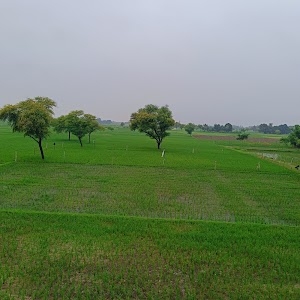 मस्ज़िद अल्हस्न