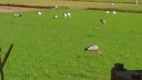 Agricultural Development Authority