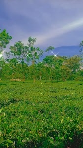 Hansqua Dalur Chhat