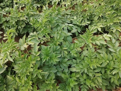 Chourangahar