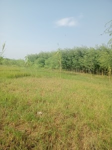 Nuh mewat khedla