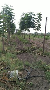 Chandra Shekhar shrigandha farm