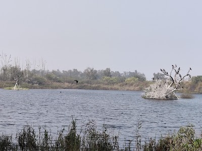 Yamuna Biodiversity Park Phase 1