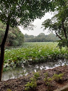 Vidyaranyapura