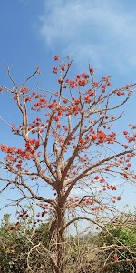 Navapur