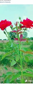 Begunia