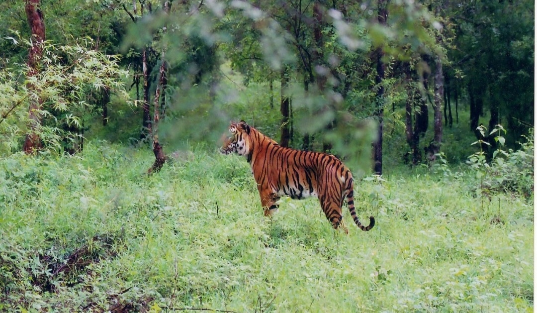 BHADRA TIGER RESERVE , Muthodi safari
