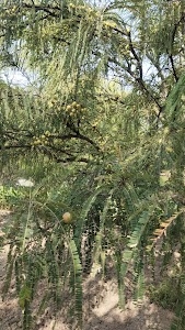 HIMANSHU HERBALS