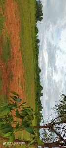 Cricket playground