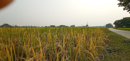 Birapatti