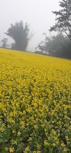 Simlabari