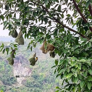 Rajpur Daghali