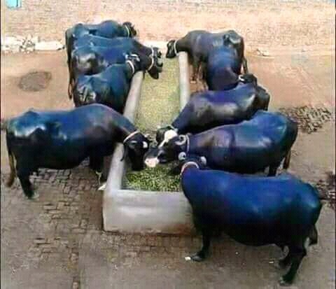 Nandha Dairy Farm