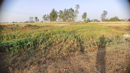 Makur