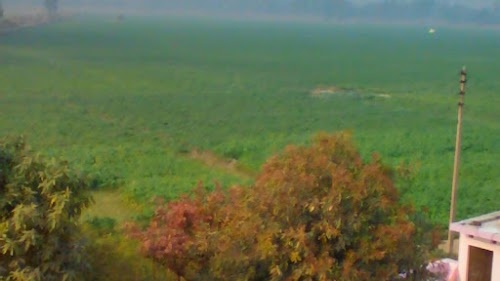 SANGHA AGRICULURE FARM