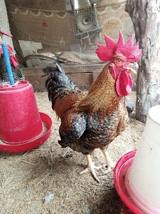 Manna chicken Shop