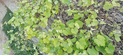 Gujra