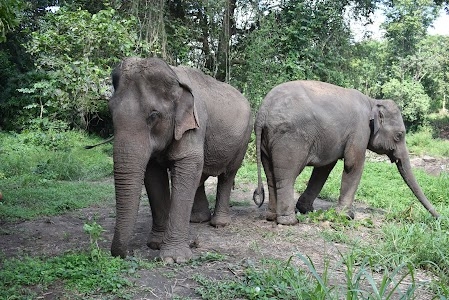 Elephant Discovery Chiang Mai