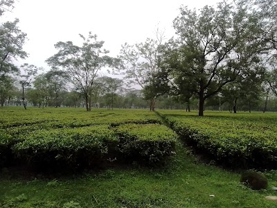 Dalgaon Tea Garden