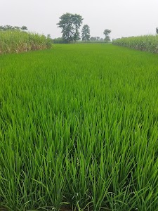 Shahpur, 262907,paduwa road