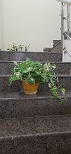 Signature Green
