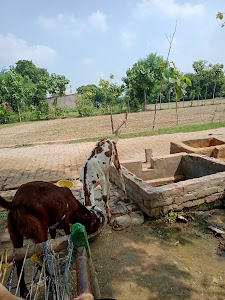 Vikas Kumar