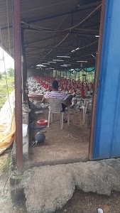 Ghollar poultry farm