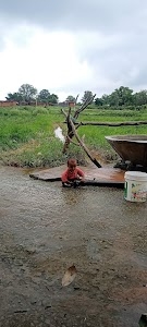 Sikari