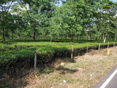 Panitanki