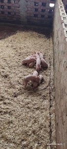 Choudhary Nishu pig farm