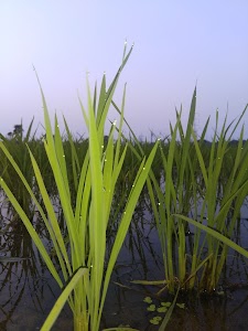Chainpur patana