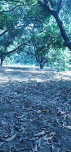 Belwara
