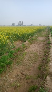 Jakhar Agriculture Farm