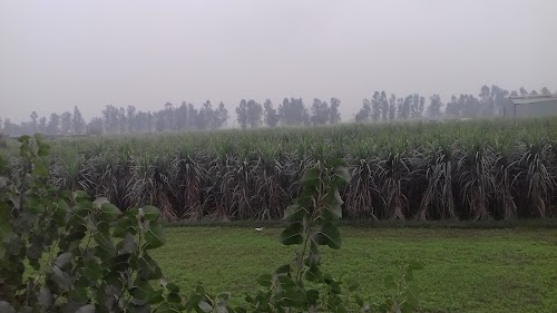 Raipur