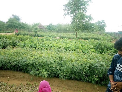 Govt. Plant Nursery Service