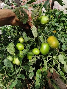 Maraita