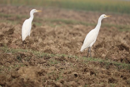 Kusalpur