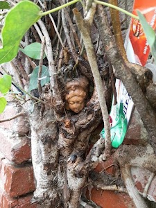 Aunghat wali mata.