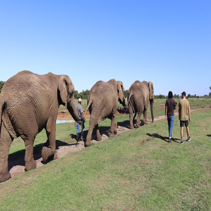Elephant Sanctuary Plettenberg Bay