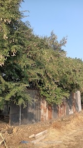 Uttami Kayapur
