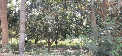Jubli Park