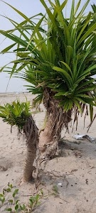 Dagra Forest & Natural sea beach