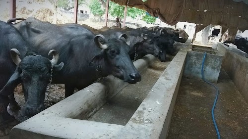 Shree Kanha Dairy Farm