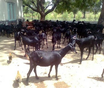 Matasi goat farm