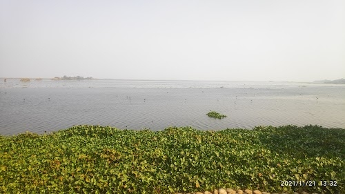 Harike Wetland