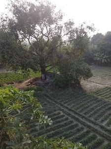 Braham Baba, Goraul, ब्रह्म बाबा, गोरौल