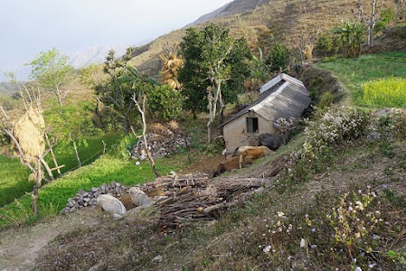 Tauli